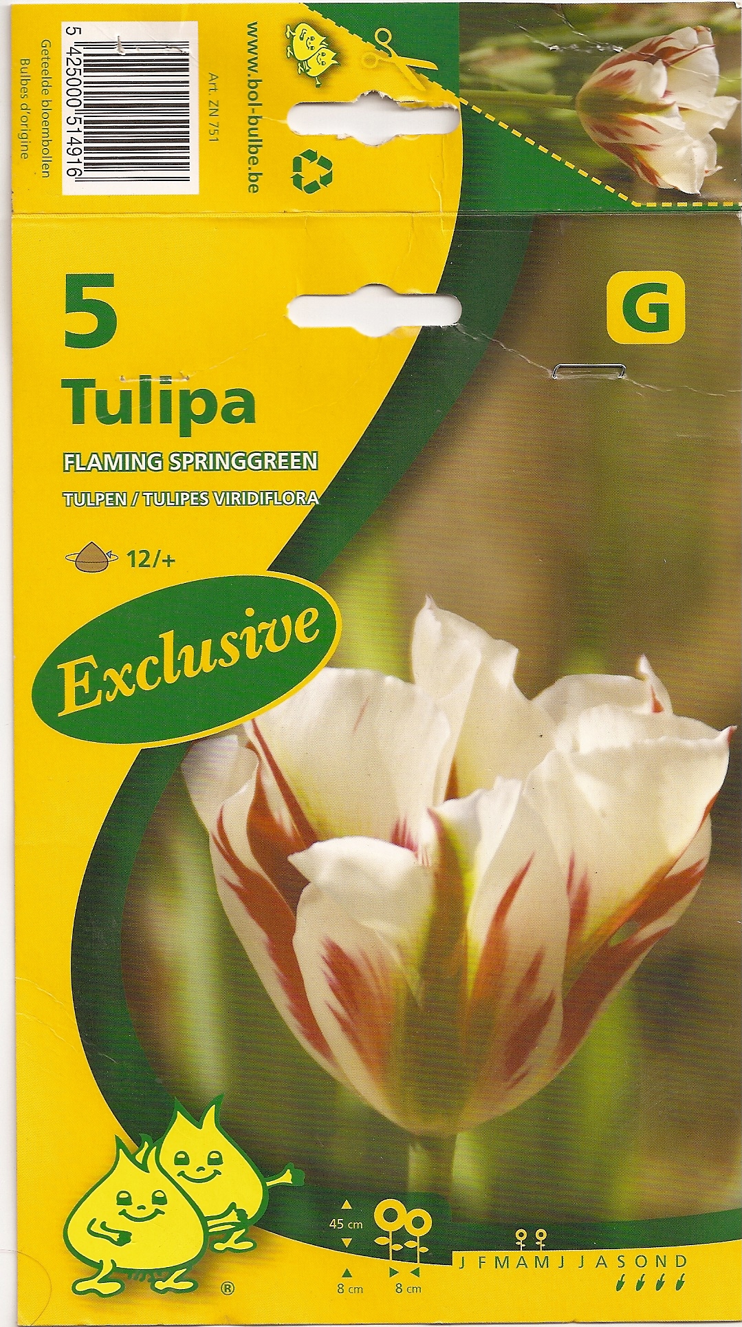 Tulipe Flaming springgreen.jpg